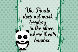 panda-proverbio-illustrazione